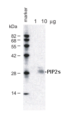 western blot using anti-PIP2s antibodies 